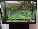Рибки, акваріуми Акваріуми і устаткування, ціна 1500 Грн., Фото