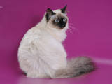 Кошки, котята Невская маскарадная, цена 13000 Грн., Фото