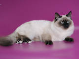 Кішки, кошенята Невськая маскарадна, ціна 13000 Грн., Фото
