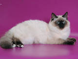 Кішки, кошенята Невськая маскарадна, ціна 13000 Грн., Фото