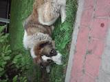 Собаки, щенки Среднеазиатская овчарка, цена 1 Грн., Фото