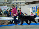 Собаки, щенята Ньюфаундленд, ціна 500 Грн., Фото