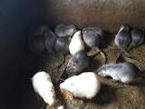 Животноводство,  Сельхоз животные Кролики, Нутрии, цена 200 Грн., Фото