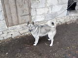 Собаки, щенята Західно-Сибірська лайка, ціна 1200 Грн., Фото