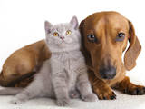 Собаки, щенки Ветеринарные услуги, Фото