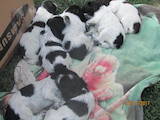 Собаки, щенки Русский спаниель, цена 500 Грн., Фото