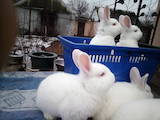 Животноводство,  Сельхоз животные Кролики, Нутрии, цена 300 Грн., Фото