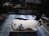 Животноводство,  Сельхоз животные Кролики, Нутрии, цена 400 Грн., Фото