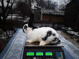 Тваринництво,  Сільгосп тварини Кролики, Нутрії, ціна 400 Грн., Фото