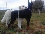 Собаки, щенята Доберман, ціна 1000 Грн., Фото