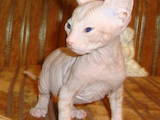 Кошки, котята Донской сфинкс, цена 3000 Грн., Фото