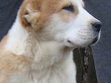 Собаки, щенята Середньоазіатська вівчарка, ціна 17000 Грн., Фото