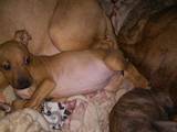 Собаки, щенята Американський стаффордширський тер'єр, ціна 900 Грн., Фото