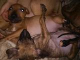 Собаки, щенята Американський стаффордширський тер'єр, ціна 900 Грн., Фото