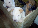 Собаки, щенки Шарпей, цена 2500 Грн., Фото