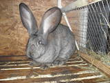 Животноводство,  Сельхоз животные Кролики, Нутрии, цена 700 Грн., Фото