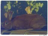 Животноводство Кролиководство, цена 300 Грн., Фото