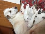 Собаки, щенки Среднеазиатская овчарка, цена 7500 Грн., Фото