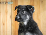 Собаки, щенята Східно-Європейська вівчарка, ціна 10000 Грн., Фото
