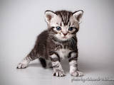 Кішки, кошенята Американська короткошерста, ціна 15000 Грн., Фото