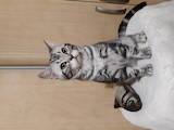 Кішки, кошенята Американська короткошерста, ціна 15000 Грн., Фото