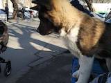 Собаки, щенята Американський акіта, ціна 22000 Грн., Фото