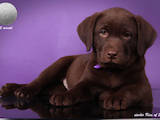 Собаки, щенки Лабрадор ретривер, цена 15000 Грн., Фото