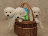 Собаки, щенки Самоед, цена 13000 Грн., Фото