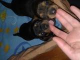Собаки, щенята Гладкошерста мініатюрна такса, ціна 1000 Грн., Фото