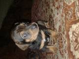 Собаки, щенята Гладкошерста мініатюрна такса, ціна 1000 Грн., Фото