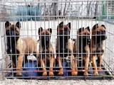 Собаки, щенки Бельгийская овчарка (Малинуа), цена 6500 Грн., Фото
