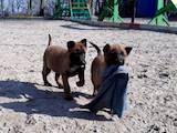 Собаки, щенки Бельгийская овчарка (Малинуа), цена 6500 Грн., Фото