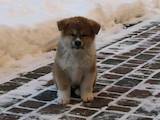 Собаки, щенята Акіта-іну, ціна 800 Грн., Фото