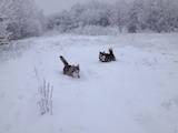 Собаки, щенки Аляскинский маламут, цена 3200 Грн., Фото