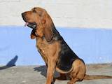 Собаки, щенки Бладхаунд, цена 28000 Грн., Фото