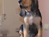 Собаки, щенята Бладхаунд, ціна 28000 Грн., Фото