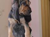 Собаки, щенята Бладхаунд, ціна 28000 Грн., Фото