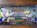 Папуги й птахи Канарки, ціна 800 Грн., Фото