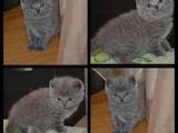 Кошки, котята Британская короткошерстная, цена 2500 Грн., Фото