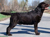 Собаки, щенята Лабрадор ретрівер, ціна 22000 Грн., Фото