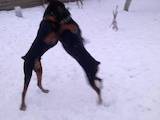 Собаки, щенята Доберман, ціна 3200 Грн., Фото