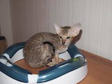 Кошки, котята Ориентальная, цена 7000 Грн., Фото