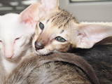 Кошки, котята Ориентальная, цена 7000 Грн., Фото