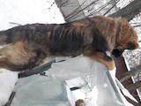 Собаки, щенята Кавказька вівчарка, ціна 5 Грн., Фото