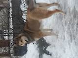 Собаки, щенки Восточно-Сибирская лайка, цена 4000 Грн., Фото