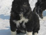 Собаки, щенята Кавказька вівчарка, ціна 10000 Грн., Фото
