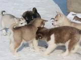 Собаки, щенки Сибирский хаски, цена 4500 Грн., Фото