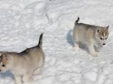 Собаки, щенята Сибірський хаськи, ціна 4500 Грн., Фото