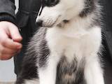 Собаки, щенята Сибірський хаськи, ціна 4000 Грн., Фото