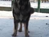 Собаки, щенята Кавказька вівчарка, ціна 800 Грн., Фото